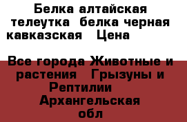 Белка алтайская телеутка, белка черная кавказская › Цена ­ 5 000 - Все города Животные и растения » Грызуны и Рептилии   . Архангельская обл.,Коряжма г.